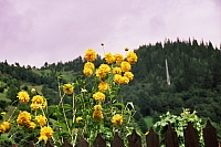 Impressionen aus den Bistritz-Bergen
August 2002
Rumänienfotos